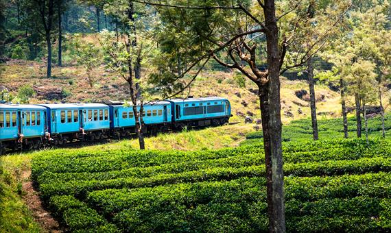 體驗高山茶園火車The Hill Country Train(約1小時)